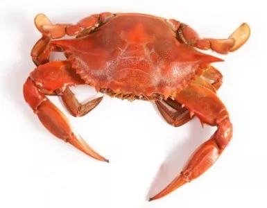 1644913460-Crab-Meat.webp